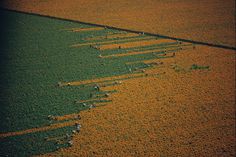 W.E. Garrett, National Geographic Los Mochis, Mexico, 1967. #field #flowers #marigold