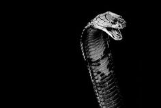 YIMMY'S YAYO™ #cobra #snake