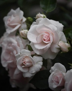 Fabulous shot of white rose by Miwako