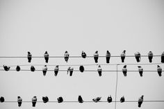 IG145 #birds #on #wire #group