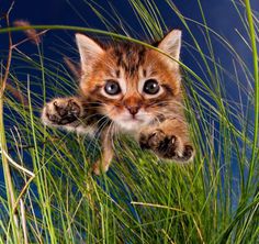 Adorable Cats And Kittens Flying Through The Air by Seth Casteel