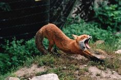 Cold Rockin #photography #animal #fox
