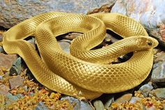 Jpeg Heaven #bling #bite #snake
