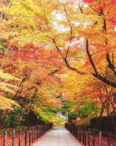 Colorful Autumn in Japan: Landscape Photography by Daisuke Uematsu