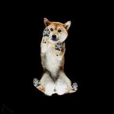 Under-Dogs: Dogs Pictured from Underneath by Andrius Burba