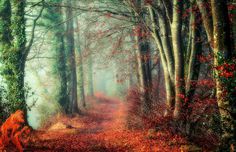 Mystical and Beautiful Forest Photography by Patrice Thomas