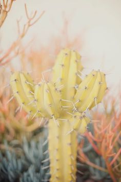 http://palmbreezy.tumblr.com/ #airy #yellow #desert #cactus