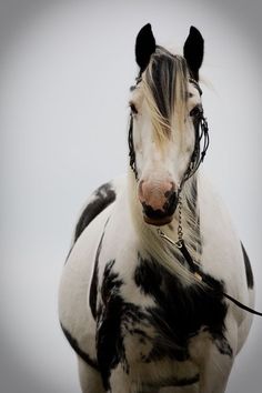 Beautiful Beautiful horse Love Moments #horse #photography #animal #beauty