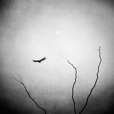 Among Thy Empty Skies, photography by Thymournia #tree #bird