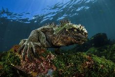 The Stunning Winners Of The 2017 Underwater Photographer Of The Year