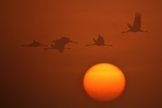 500px / Photo #birds #sun