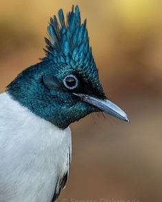 Beautiful Birds Photos of The World by Sameer Deshpande