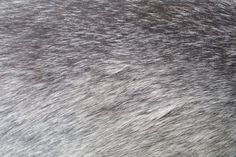 6 Dog Fur Textures – Outside the Fray #texture #fur #ombre #gradient #gray #wolf #animal #grey