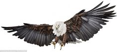 Birds: Andrew Zuckerman's high definition photographs in new book | Mail Online #zuckerman #awesome