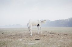 Sarker Protick — Some Place Else #photography #horse