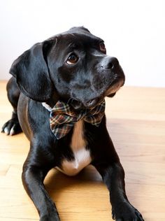 Blue Tartan Bow Tie Dog Collar by SillyBuddy on Etsy #dog #silly #bow #cute #sad #tie