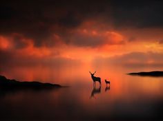 500px / Photo #clouds #deer #fog #water #weather #animals #sunset