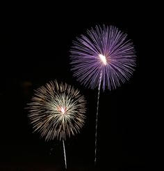 dandelion fireworks
