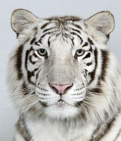 In pictures: The four faces of the Bengal tiger | Environment | guardian.co.uk #tiger #photography #bengal