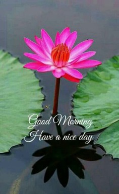 Discover a vast collection of 476+ good morning images, wishes, greetings, poems, gifs, and more to start your day with positivity.