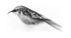 creep.jpg (JPEG Image, 1295x700 pixels) - Scaled (86%) #illustration #bird