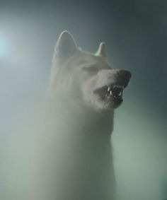 Faith is Torment | Art and Design Blog: Nice To Meet You: Photos by Martin Usborne #mist #photography #portrait #wolf #animal #dog