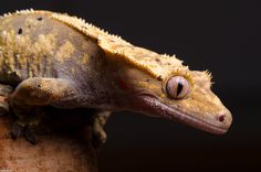 Macro Photography of Gecko Face by Nakkimo #macro photography #Gecko Photography #Animal Photography