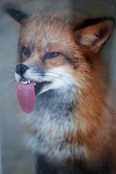 Fox Lick - Junk Funk #fox #lick #photography #tongue #animal