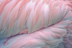 feathers #flamingo #pink #feather #bird #nature
