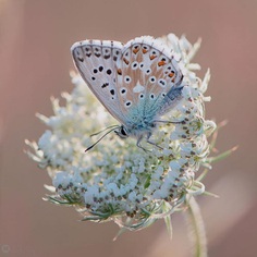 Beautiful Butterfly Pictures by Sandra Graf