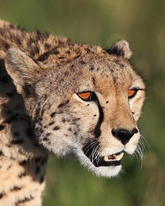 Breathtaking Close-Up Portraits of Wild Animals by Serhat Demiroglu