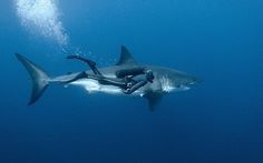 DeadFix » Sahrk #free #diving #shark