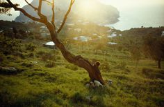 A boy rests with his dogs by a gnarled carob tree in Capri, Italy, June 1970.Photograph by David Cupp, National Geographic #tree #nat #nature #photography #vintage #film #geo #dog