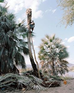 Palm Wine Collectors by Kyle Weeks
