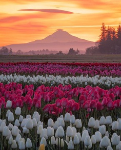 Jake Egbert Captures The Beauty at The Wooden Shoe Tulip Festival