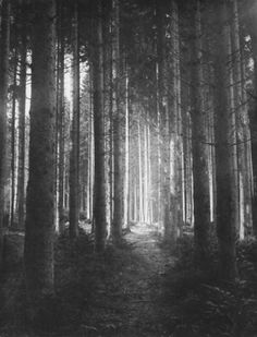arborvitae #white #photo #woods #black #the #and