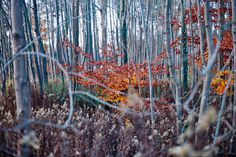 Autumn is coming. #analog #tree #france #gabel #orange #margot #autumn #grain #canonae1 #film #forest #trees #leaves