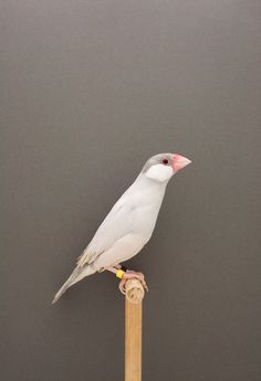 Java Sparrow #3