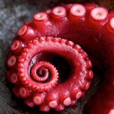 tumblr_llbaegF5EH1qj6juso1_500.jpg (500×500) #octopus #tentacle