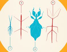 Pest (nuisible) Shortfilm #illustration #bugs