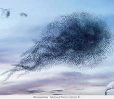 Murmurations by Alain Delorme #inspration #photography #art