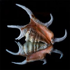 The Striking Beauty of Seashells Photo by Bill Gracey