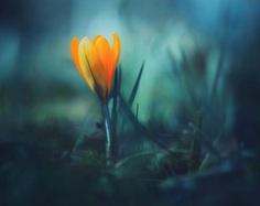 #floral_shots: Beautiful Macro Flower Photography by Christian Mu