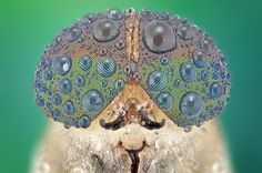 Macro photographs of insect eyes by Yudy Sauw Tittle: ~Robert Anton Wilson #amazing #water #droplets #close #insect #eye #photography #nature #up #zoom #macro #beauty