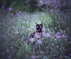 Magdalena GrzeÅ›kowiak Captures Her Cat Through The Seasons