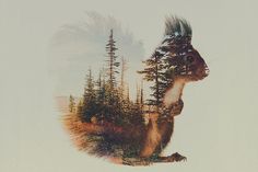 Double Exposure Animal Portraits by Andreas Lie #doubleexposure #animal #portrait #bear #fox #squirrel #wolf