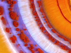 Winners Of Nikon Small World Photography Competition 2016