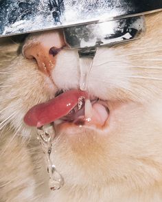 nerv #drip #bizarre #tap #water #lick #pussy #cat #fur #photography #tongue #animal