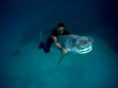 PIERRE WINTHER / Projects / The Under Water Project #pierre #sunglasses #levi #shark #photography #winther #underwater