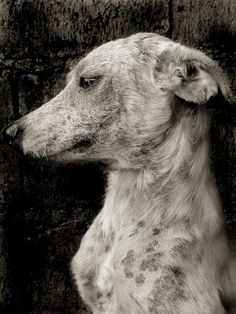 Street Dogs #inspiration #photography #animals